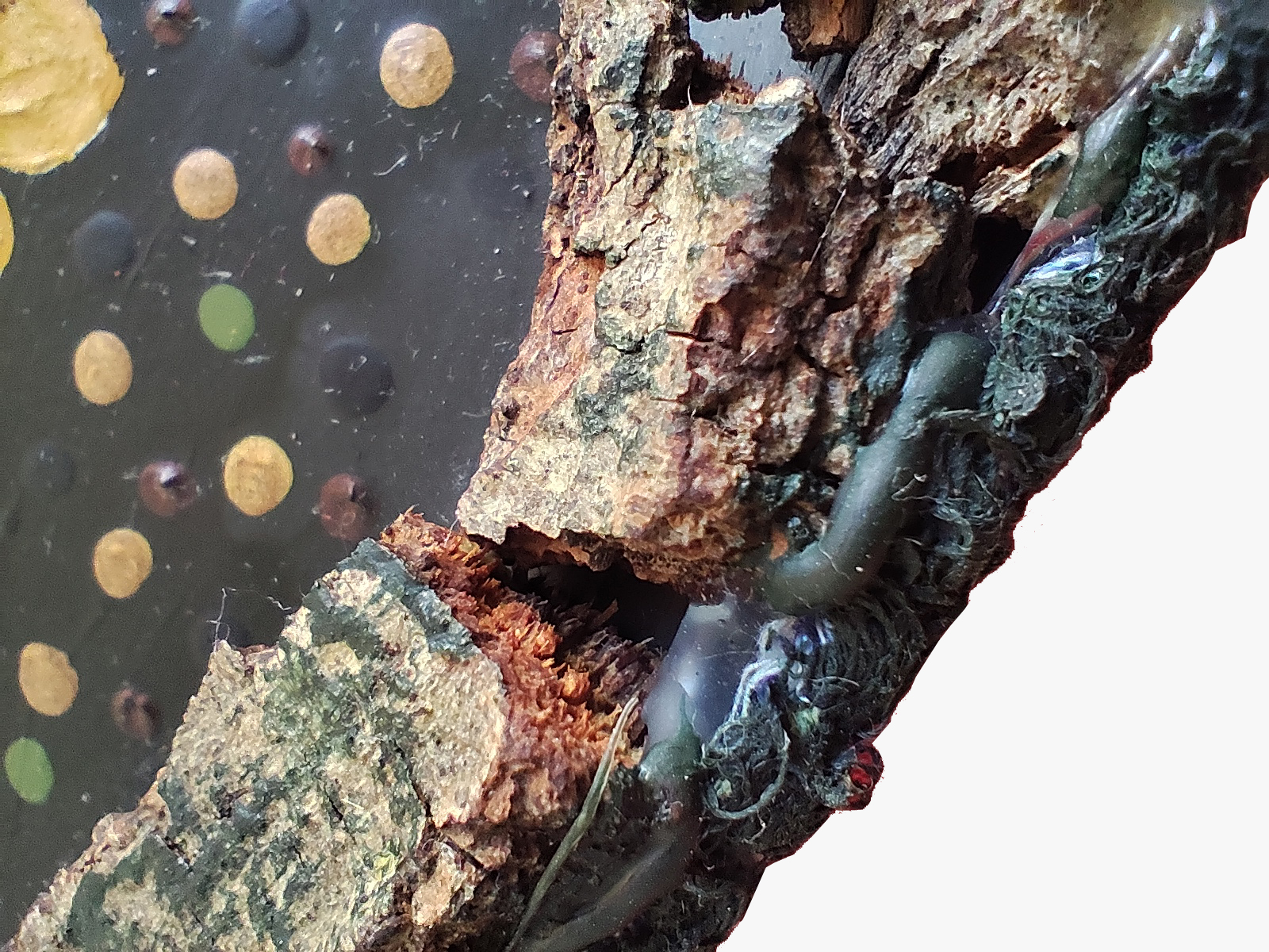 IMG_20240701_185054 IMG_20240701_185054